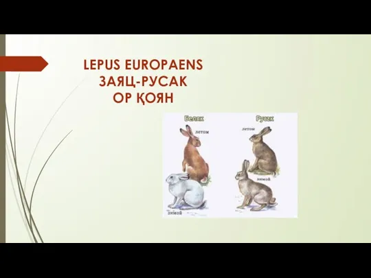 LEPUS EUROPAENS ЗАЯЦ-РУСАК ОР ҚОЯН