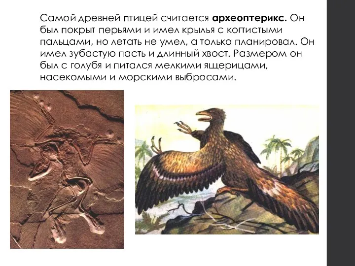 Самой древней птицей считается археоптерикс. Он был покрыт перьями и имел крылья
