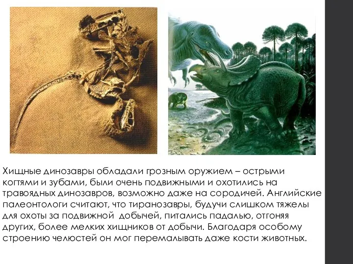 Хищные динозавры обладали грозным оружием – острыми когтями и зубами, были очень