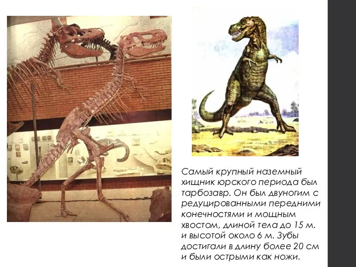Самый крупный наземный хищник юрского периода был тарбозавр. Он был двуногим с