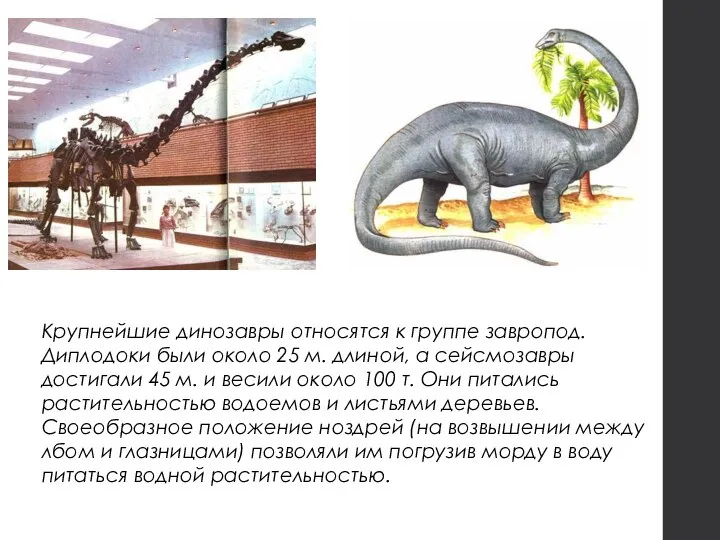 Крупнейшие динозавры относятся к группе завропод. Диплодоки были около 25 м. длиной,
