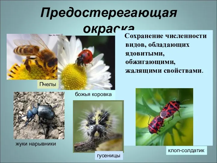 Предостерегающая окраска Сохранение численности видов, обладающих ядовитыми, обжигающими, жалящими свойствами. Пчелы жуки