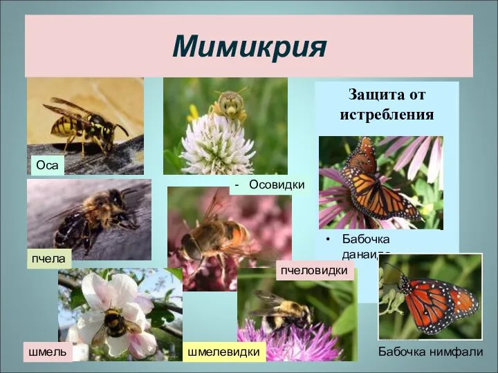 Мимикрия Защита от истребления Оса шмелевидки - Осовидки пчела пчеловидки шмель Бабочка данаида Бабочка нимфали