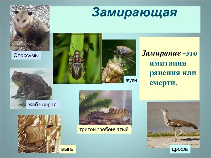 Замирающая поза Замирание -это имитация ранения или смерти. Опоссумы жуки выпь дрофа жаба серая тритон гребенчатый