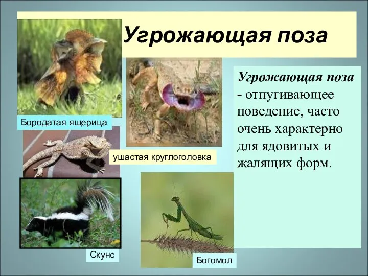 Угрожающая поза Угрожающая поза - отпугивающее поведение, часто очень характерно для ядовитых