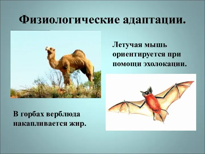 Физиологические адаптации. В горбах верблюда накапливается жир. Летучая мышь ориентируется при помощи эхолокации.