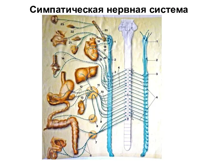 Симпатическая нервная система