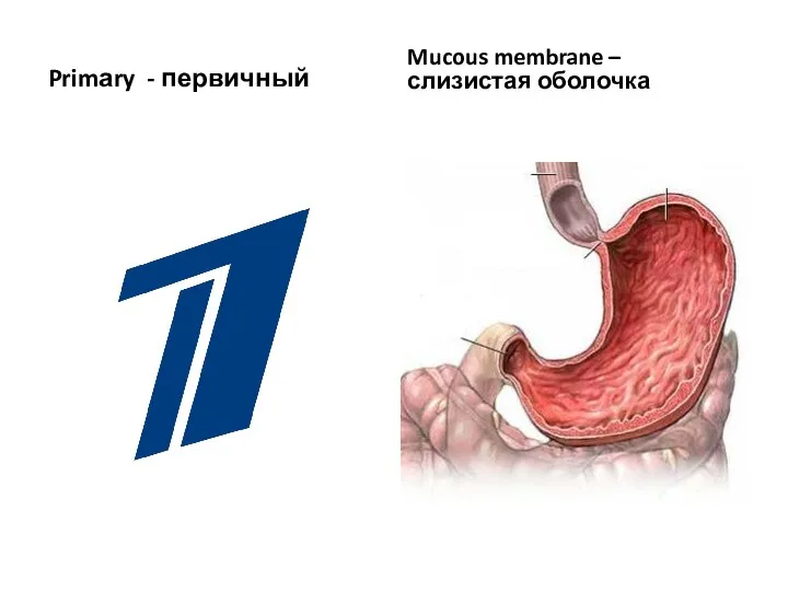 Primаry - первичный Mucous membrane – слизистая оболочка