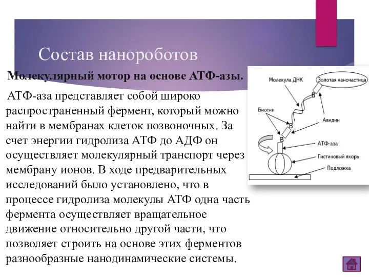 Состав нанороботов Молекулярный мотор на основе АТФ-азы. АТФ-аза представляет собой широко распространенный