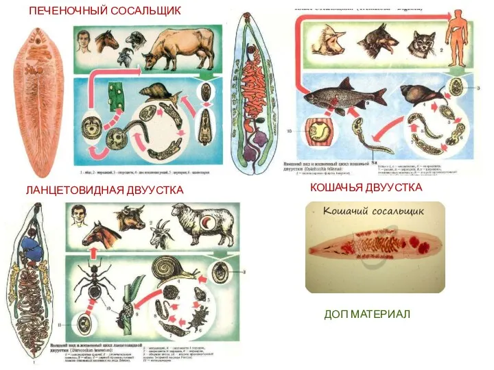 ПЕЧЕНОЧНЫЙ СОСАЛЬЩИК КОШАЧЬЯ ДВУУСТКА ЛАНЦЕТОВИДНАЯ ДВУУСТКА ДОП МАТЕРИАЛ