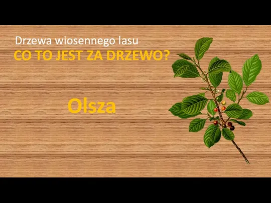 Drzewa wiosennego lasu CO TO JEST ZA DRZEWO? Olsza