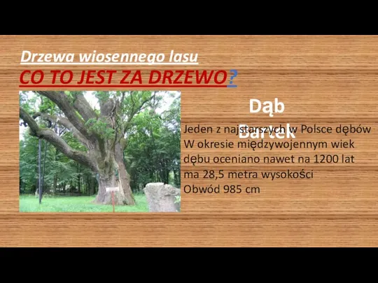 Drzewa wiosennego lasu CO TO JEST ZA DRZEWO? Dąb Bartek Jeden z