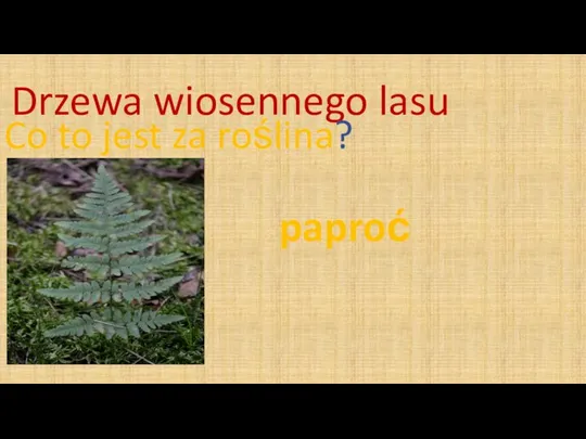 Drzewa wiosennego lasu Co to jest za roślina? paproć