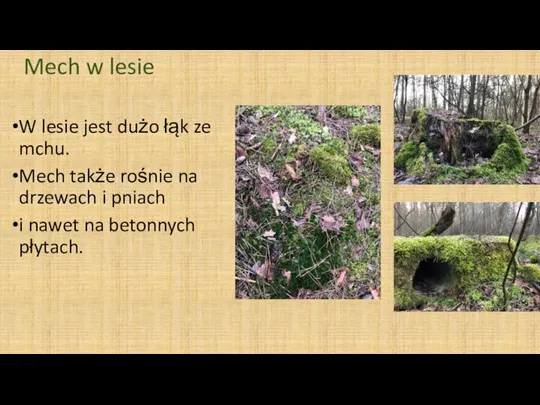 Mech w lesie W lesie jest dużo łąk ze mchu. Mech także