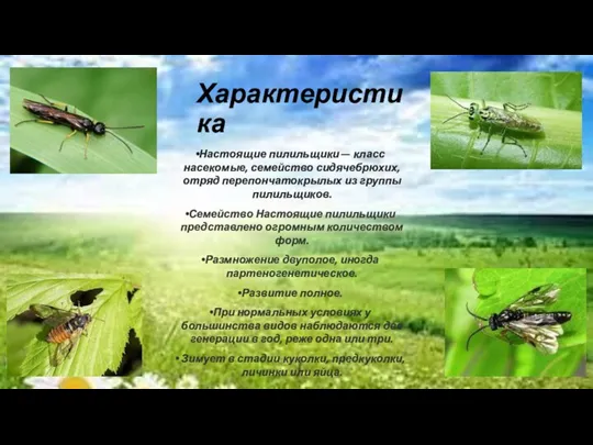 Характеристика Настоящие пилильщики — класс насекомые, семейство сидячебрюхих, отряд перепончатокрылых из группы