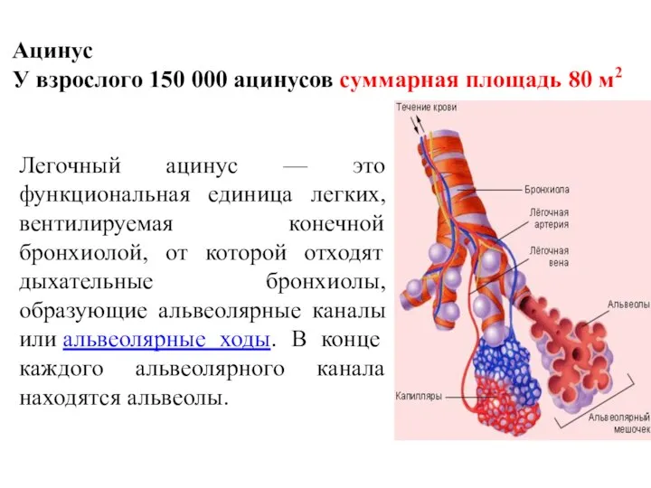 Ацинус У взрослого 150 000 ацинусов суммарная площадь 80 м2 Легочный ацинус