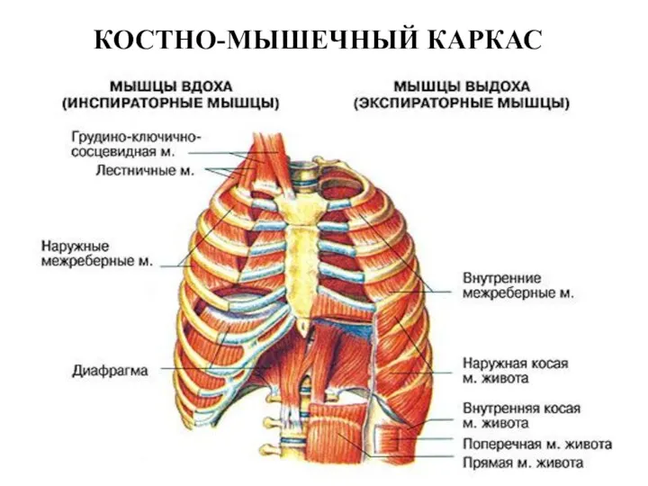 КОСТНО-МЫШЕЧНЫЙ КАРКАС