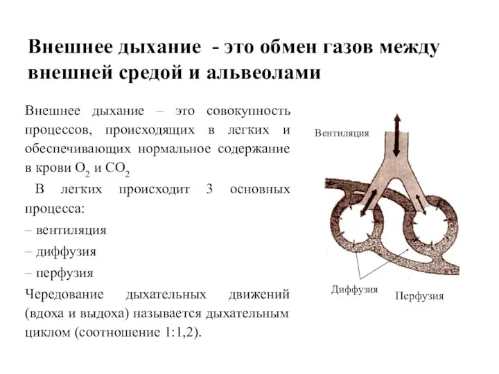 Внешнее дыхание - это обмен газов между внешней средой и альвеолами Внешнее