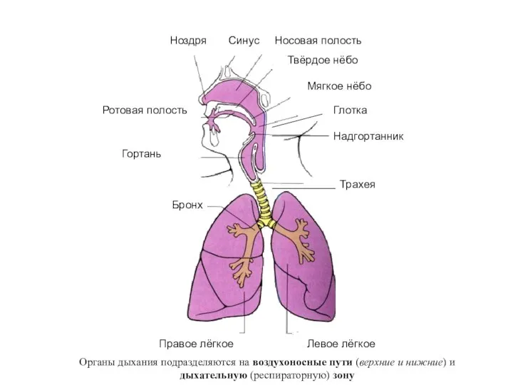 Органы дыхания подразделяются на воздухоносные пути (верхние и нижние) и дыхательную (респираторную) зону