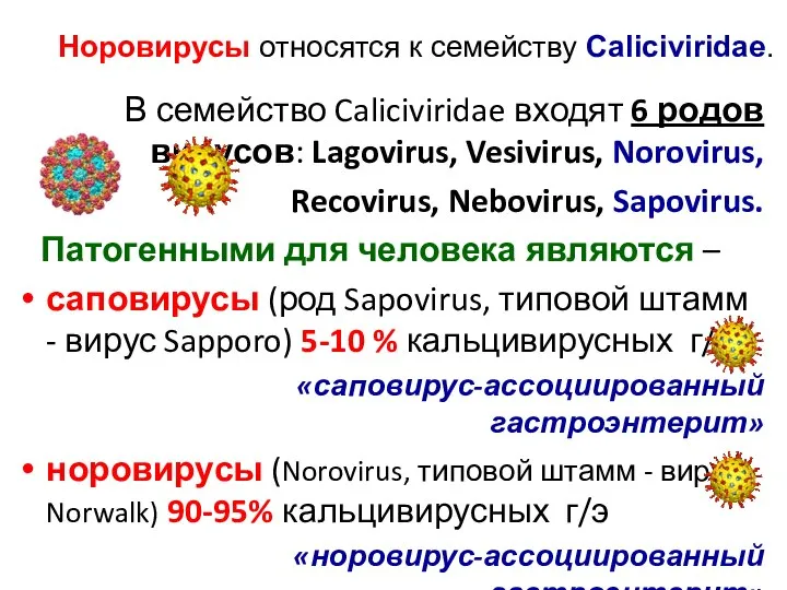 Норовирусы относятся к семейству Caliciviridae. В семейство Caliciviridae входят 6 родов вирусов: