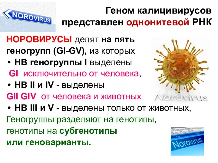 Геном калицивирусов представлен однонитевой РНК НОРОВИРУСЫ делят на пять геногрупп (GI-GV), из