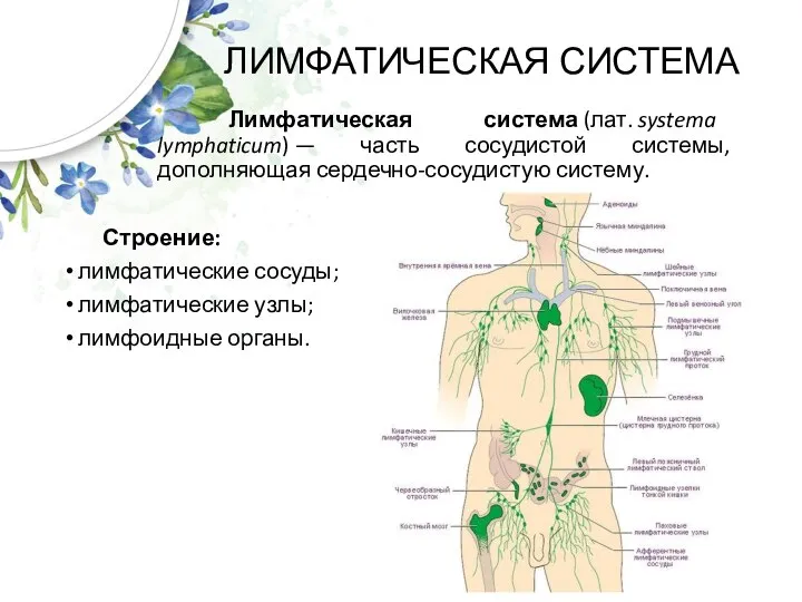 ЛИМФАТИЧЕСКАЯ СИСТЕМА Лимфатическая система (лат. systema lymphaticum) — часть сосудистой системы, дополняющая