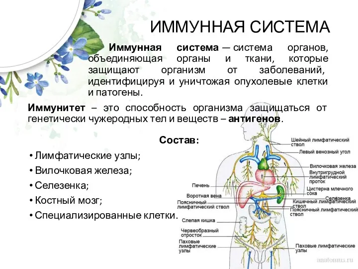 ИММУННАЯ СИСТЕМА Иммунная система — система органов, объединяющая органы и ткани, которые