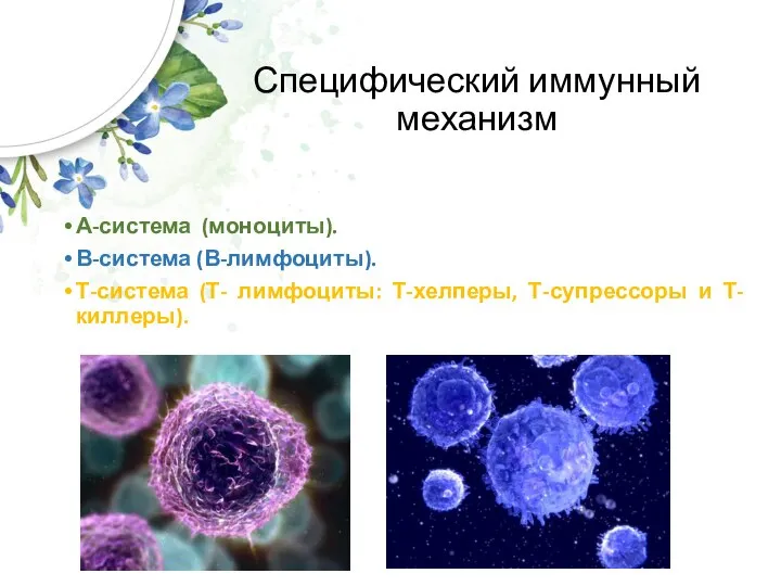 Специфический иммунный механизм А-система (моноциты). В-система (В-лимфоциты). Т-система (Т- лимфоциты: Т-хелперы, Т-супрессоры и Т-киллеры).