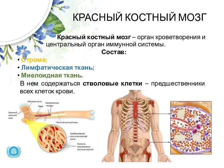 КРАСНЫЙ КОСТНЫЙ МОЗГ Красный костный мозг – орган кроветворения и центральный орган