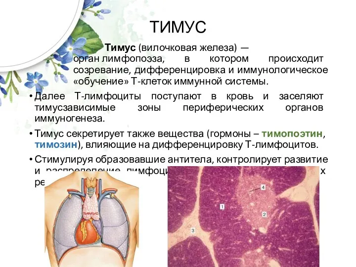 ТИМУС Тимус (вилочковая железа) — орган лимфопоэза, в котором происходит созревание, дифференцировка