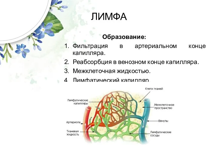 ЛИМФА Образование: Фильтрация в артериальном конце капилляра. Реабсорбция в венозном конце капилляра. Межклеточная жидкостью. Лимфатический капилляр.