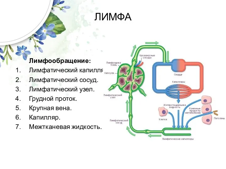 ЛИМФА Лимфообращение: Лимфатический капилляр. Лимфатический сосуд. Лимфатический узел. Грудной проток. Крупная вена. Капилляр. Межтканевая жидкость.