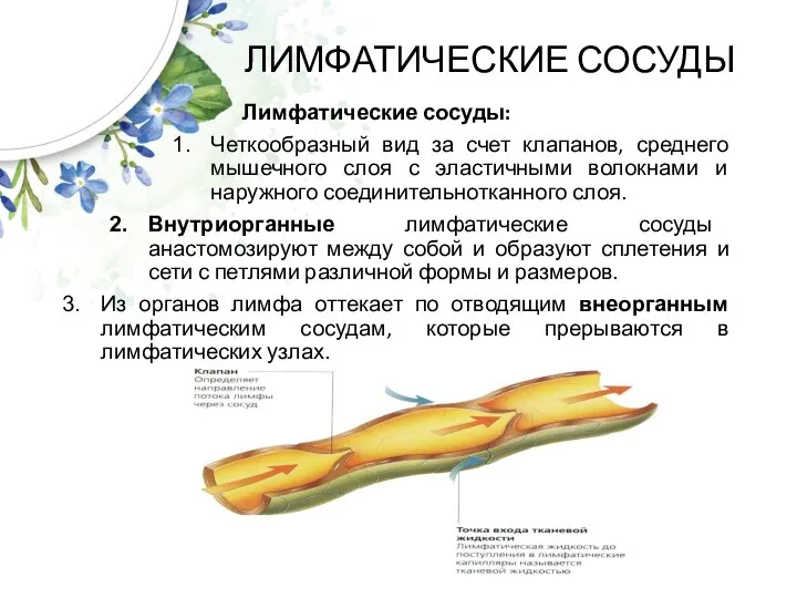 ЛИМФАТИЧЕСКИЕ СОСУДЫ Лимфатические сосуды: Четкообразный вид за счет клапанов, среднего мышечного слоя