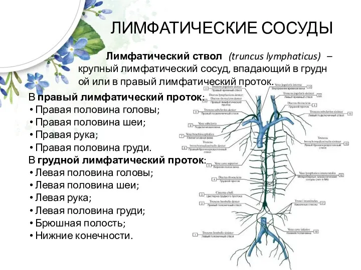 ЛИМФАТИЧЕСКИЕ СОСУДЫ Лимфатический ствол (truncus lymphaticus) –крупный лимфатический сосуд, впадающий в грудной