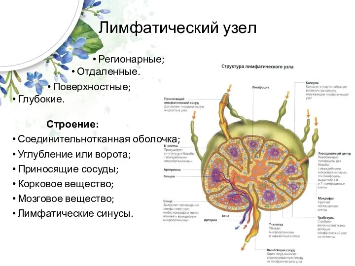 Лимфатический узел Регионарные; Отдаленные. Поверхностные; Глубокие. Строение: Соединительнотканная оболочка; Углубление или ворота;