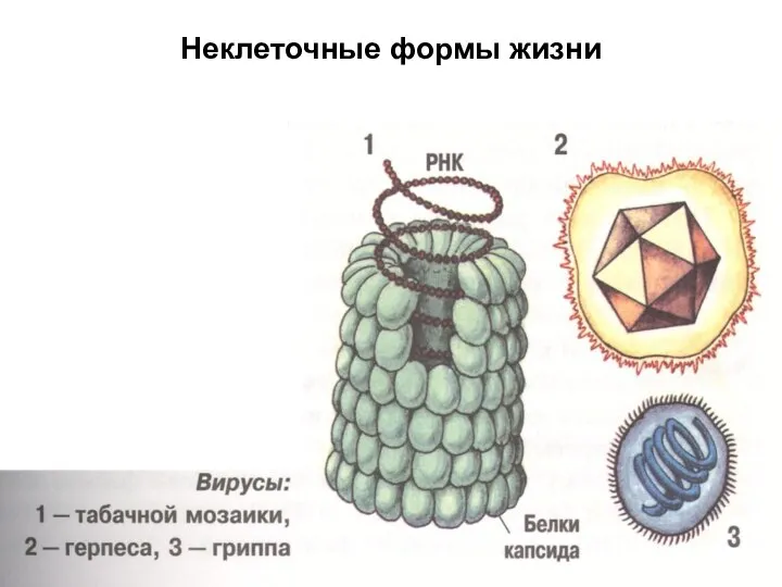 Неклеточные формы жизни