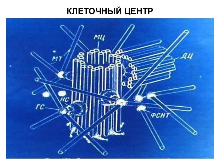 КЛЕТОЧНЫЙ ЦЕНТР