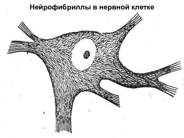 Нейрофибриллы в нервной клетке