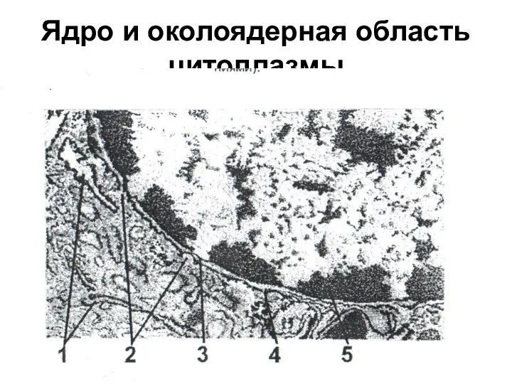 Ядро и околоядерная область цитоплазмы