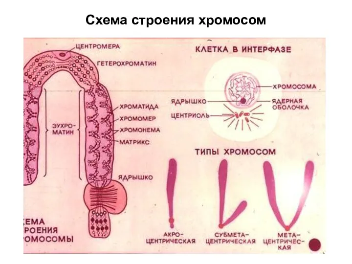 Схема строения хромосом