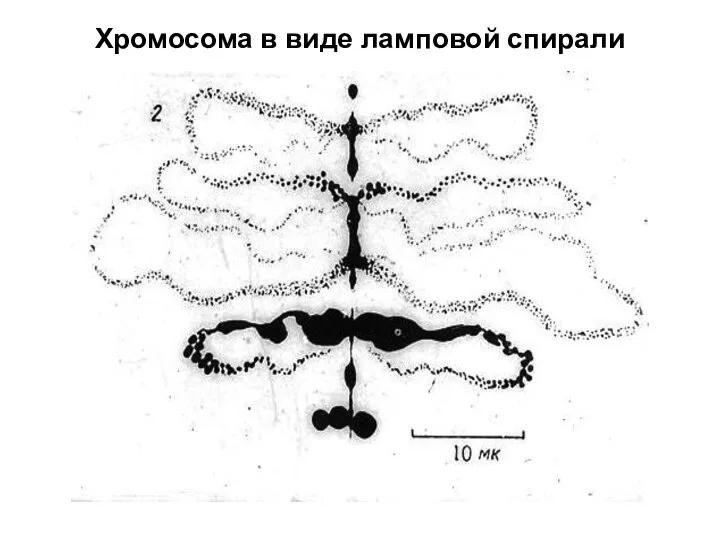 Хромосома в виде ламповой спирали