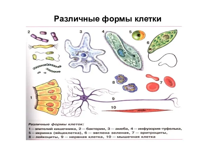 Различные формы клетки