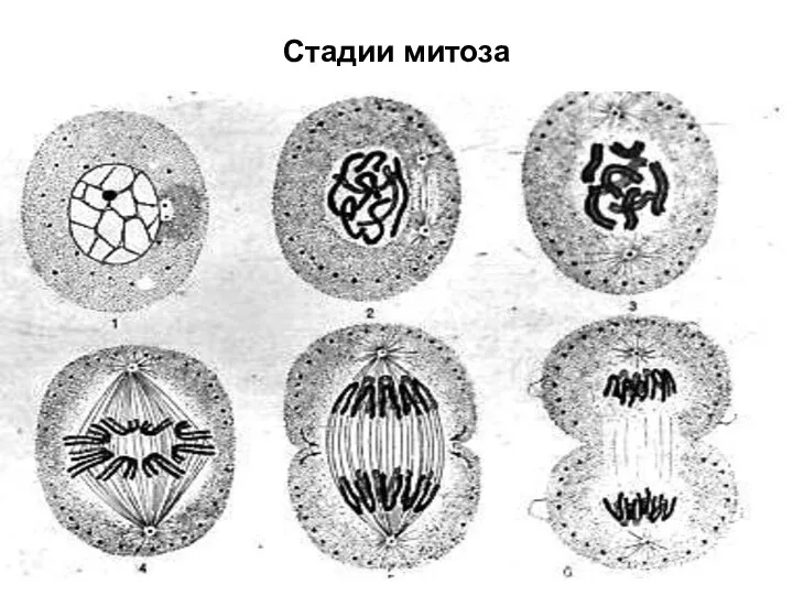 Стадии митоза