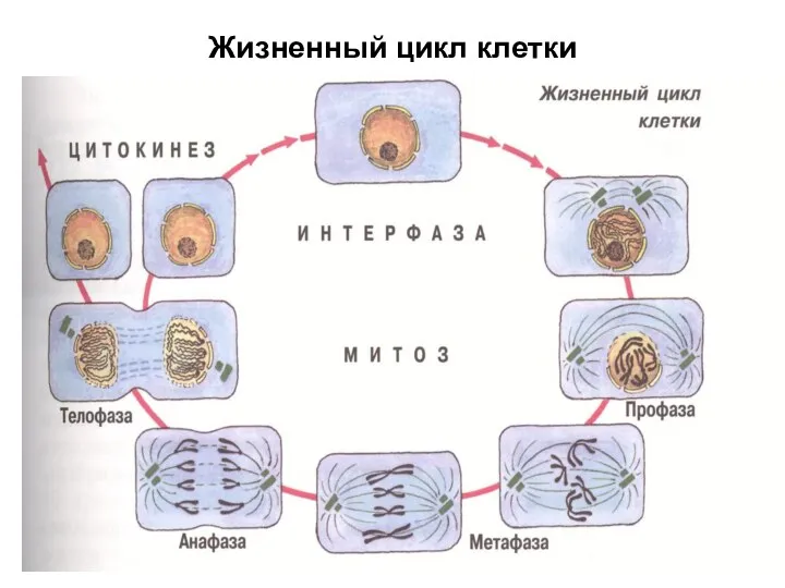 Жизненный цикл клетки