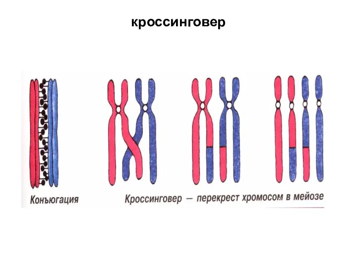 кроссинговер