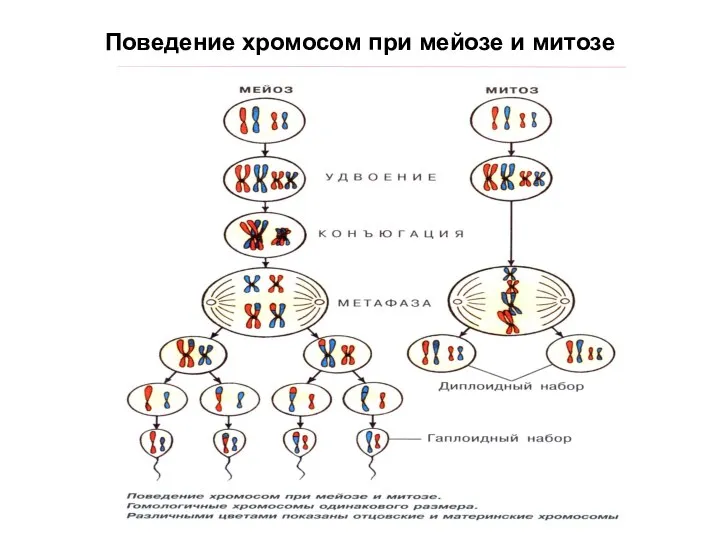 Поведение хромосом при мейозе и митозе