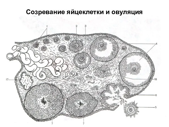 Созревание яйцеклетки и овуляция