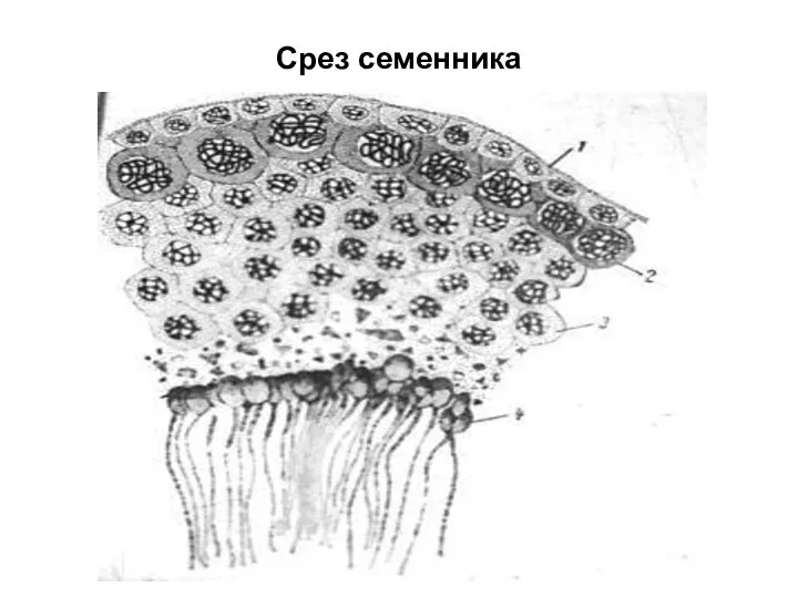 Срез семенника