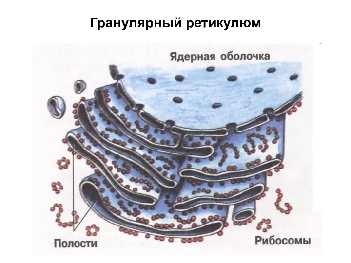 Гранулярный ретикулюм