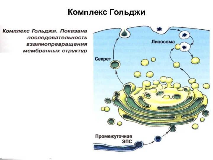 Комплекс Гольджи